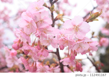 河津桜8548 河津桜8548 112491167