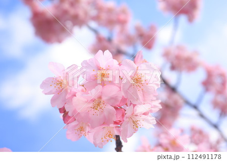 河津桜8563 河津桜8563 112491178