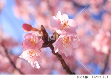 河津桜8652 河津桜8652 112491191