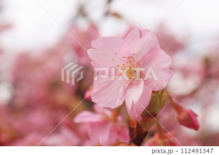 河津桜8461 112491347