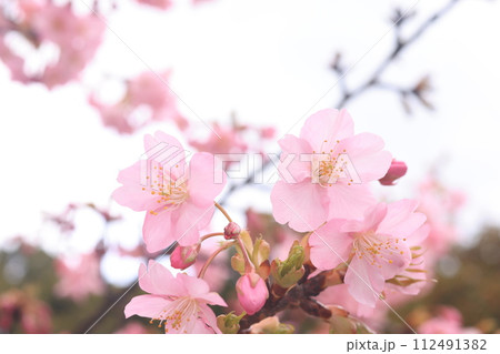河津桜8494 112491382