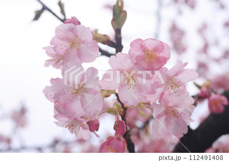 河津桜8516 河津桜8516 112491408