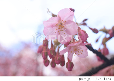 河津桜8538 112491423