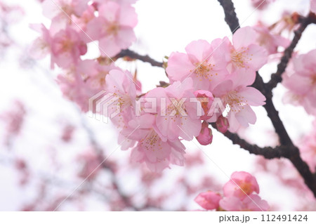 河津桜8539 112491424