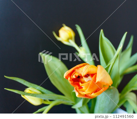 The beauty of a tulip The beauty of a tulip 112491560