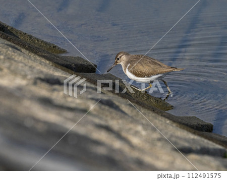川に居るイソシギ 112491575