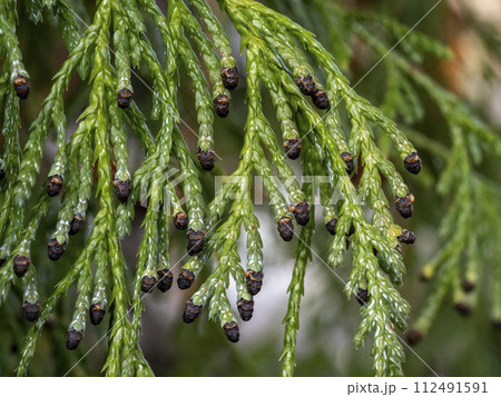 サワラ（植物）の葉と雄花のつぼみ 112491591