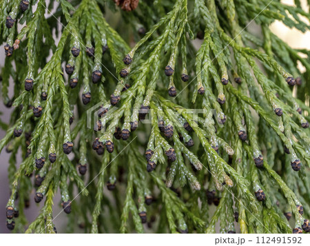 サワラ(植物)の葉と雄花のつぼみ サワラ(植物)の葉と雄花のつぼみ 112491592