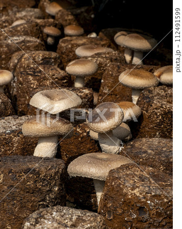 シイタケのおがくず栽培（菌床栽培） 112491599