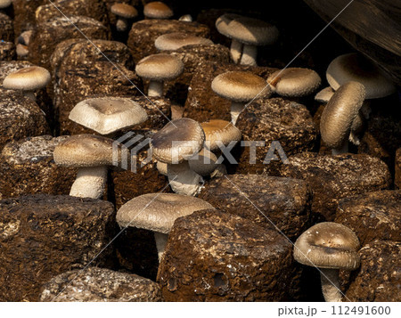 シイタケのおがくず栽培(菌床栽培) シイタケのおがくず栽培(菌床栽培) 112491600