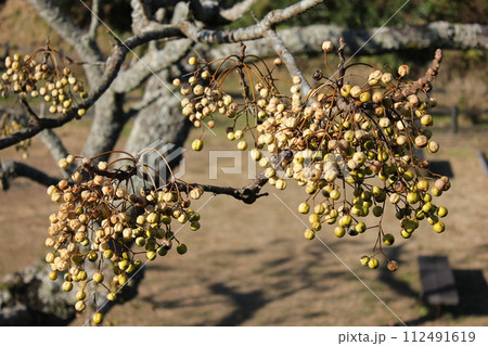 栴檀ハ双葉ヨリ芳シイガ白檀デハナイノガ栴檀　　………Chinaberry……… 112491619