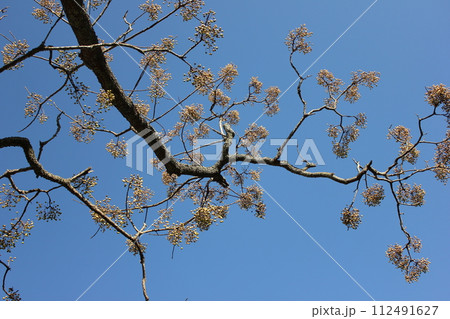 栴檀ハ双葉ヨリ芳シイガ白檀デハナイノガ栴檀　　………Chinaberry……… 112491627