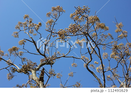栴檀ハ双葉ヨリ芳シイガ白檀デハナイノガ栴檀　　………Chinaberry……… 112491629