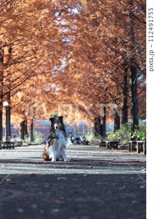 メタセコイアと犬　お散歩イメージ　シェルティ　シェットランドシープドッグ　紅葉　秋 112491755