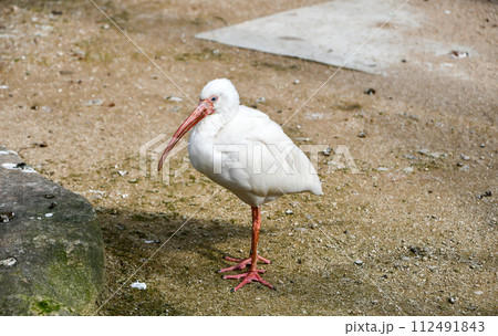 シロトキ  112491843