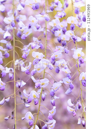 フジ1024 112491969