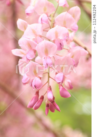 フジ541 フジ541 112492204