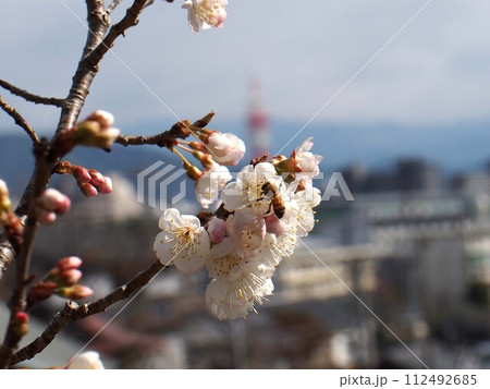早咲きの桜の花にとまった蜜蜂（ミザクラとミツバチ） 112492685