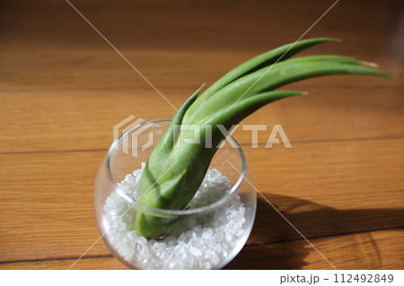 エアプランツ \ \ \ \ TILLANDSIA / / / / エアプランツ \ \ \ \ TILLANDSIA / / / / 112492849