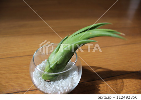 エアプランツ \ \ \ \ TILLANDSIA / / / / エアプランツ \ \ \ \ TILLANDSIA / / / / 112492850