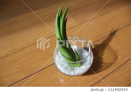エアプランツ　　  　　　　\ \ \ \  TILLANDSIA  / / / / 112492854