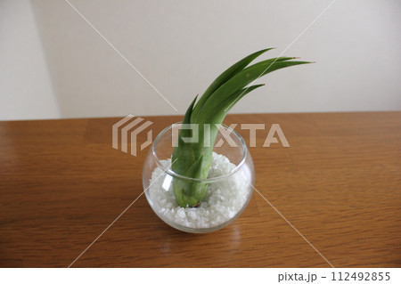 エアプランツ　　  　　　　\ \ \ \  TILLANDSIA  / / / / 112492855