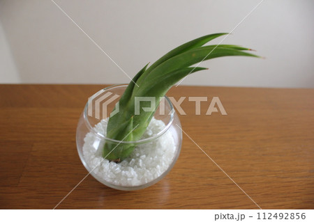 エアプランツ　　  　　　　\ \ \ \  TILLANDSIA  / / / / 112492856