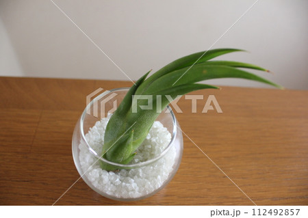 エアプランツ　　  　　　　\ \ \ \  TILLANDSIA  / / / / 112492857