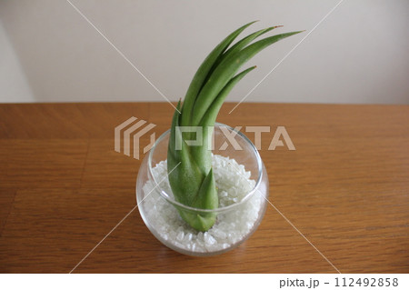エアプランツ　　  　　　　\ \ \ \  TILLANDSIA  / / / / 112492858