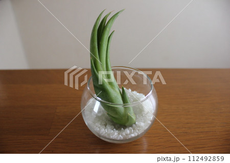 エアプランツ　　  　　　　\ \ \ \  TILLANDSIA  / / / / 112492859