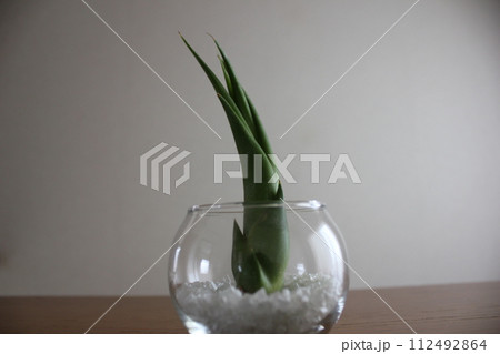 エアプランツ　　  　　　　\ \ \ \  TILLANDSIA  / / / / 112492864