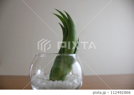 エアプランツ　　  　　　　\ \ \ \  TILLANDSIA  / / / / 112492866