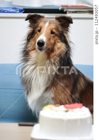 犬とケーキ　誕生日　お祝い　シェルティ　シェットランドシープドッグ　バースデー 112493057