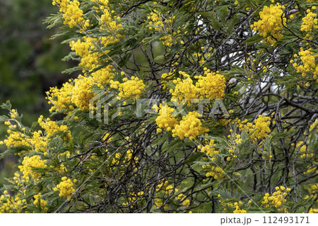 フサアカシアの黄色い花 フサアカシアの黄色い花 112493171