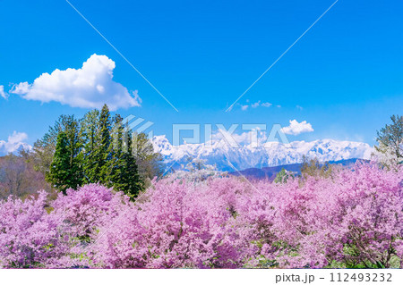 【春素材】桜と北アルプスと青空・水彩画調【長野県】 112493232