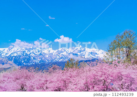 【春素材】桜と北アルプスと青空・水彩画調【長野県】 【春素材】桜と北アルプスと青空・水彩画調【長野県】 112493239