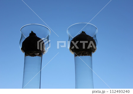 秋空のチューリップ　　　　◦○°◯°○。水栽培°○°◯°○。 112493240