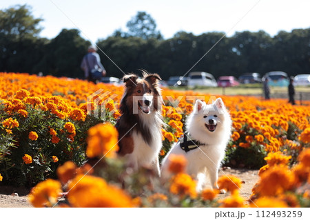 マリーゴールドと犬　お散歩イメージ　花畑　シェルティ　シェットランドシープドッグ　日本スピッツ　スピ 112493259