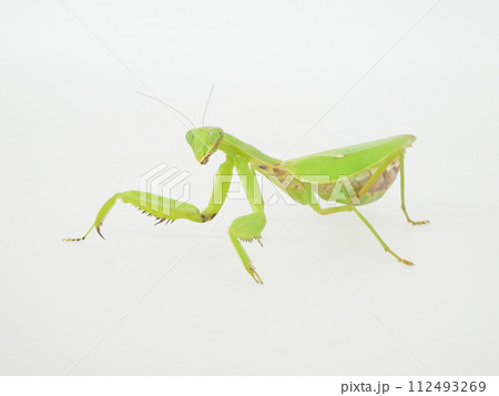 綺麗な緑色のハラビロカマキリ 112493269