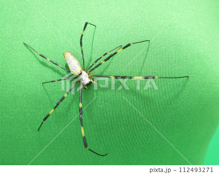 ジョロウグモのアップ 112493271