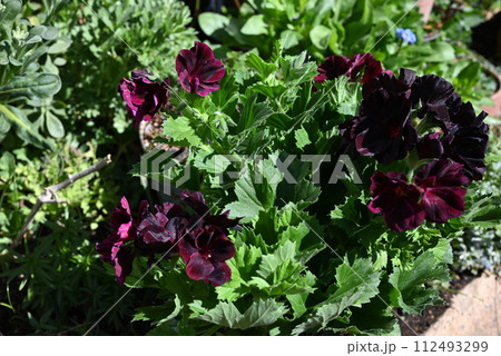 ペラルゴニウムブラックベルベットの花が満開の様子 ペラルゴニウムブラックベルベットの花が満開の様子 112493299
