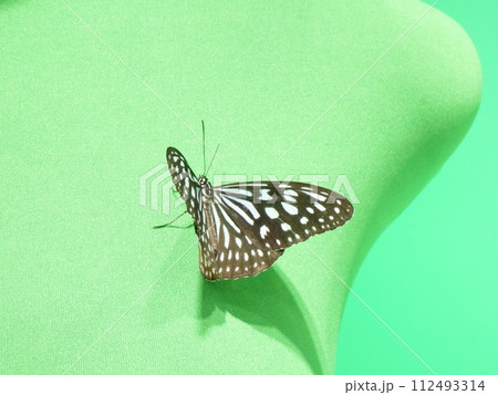 少し羽を広げたリュウキュウアサギマダラ 112493314