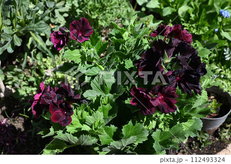 ペラルゴニウムブラックベルベットの花が満開の様子 ペラルゴニウムブラックベルベットの花が満開の様子 112493324