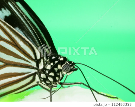 水を飲むリュウキュウアサギマダラの上半身のアップ 水を飲むリュウキュウアサギマダラの上半身のアップ 112493355