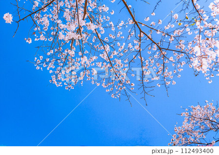 【桜素材】桜と青空・水彩画調【長野県】 【桜素材】桜と青空・水彩画調【長野県】 112493400