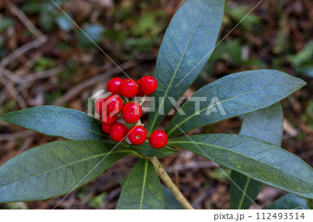 ミヤマシキミの赤い実 ミヤマシキミの赤い実 112493514