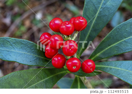 ミヤマシキミの赤い実 112493515