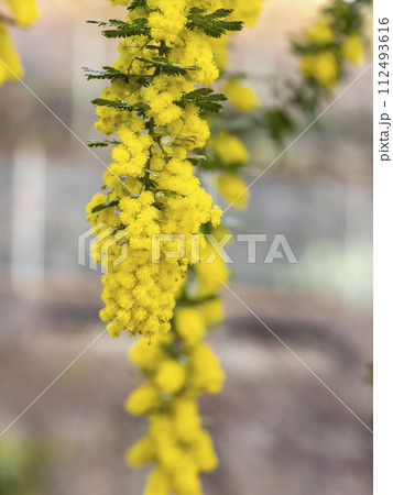 銀葉アカシアの黄色い花 112493616