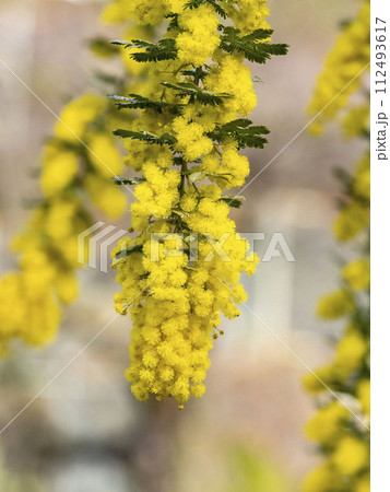 銀葉アカシアの黄色い花 銀葉アカシアの黄色い花 112493617