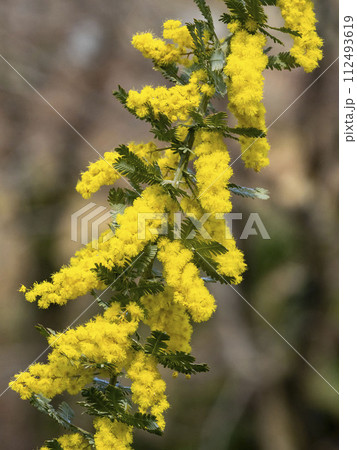 銀葉アカシアの黄色い花 銀葉アカシアの黄色い花 112493619